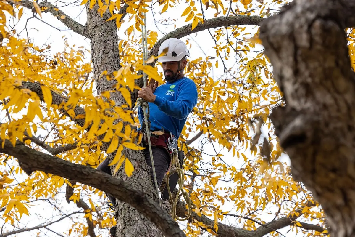 Skilled Tree Planing crew working in Middlebury